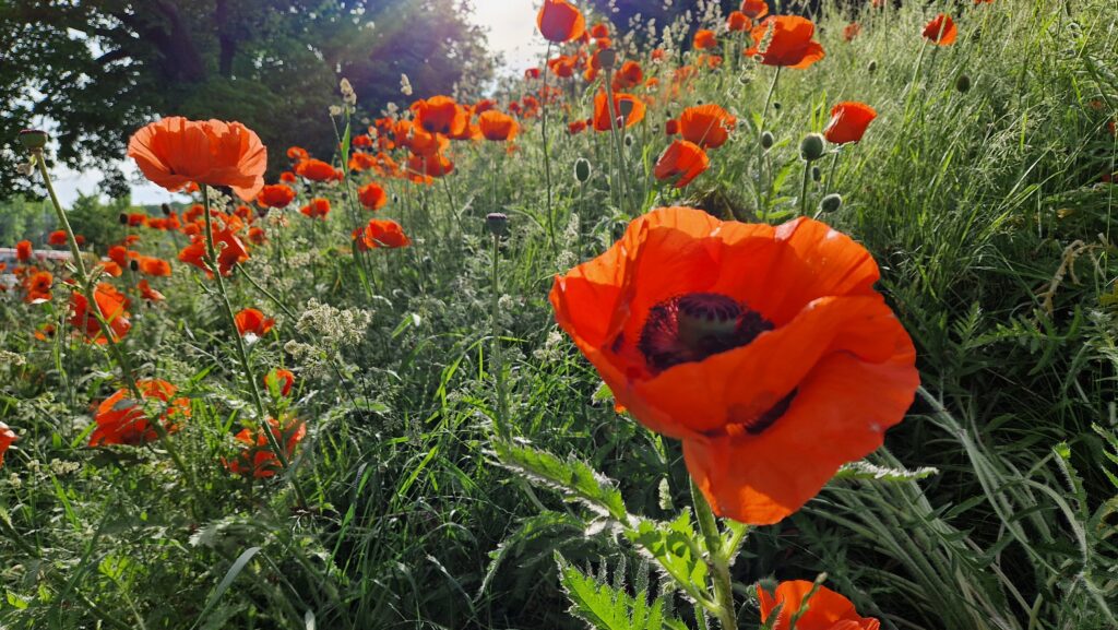 Blommor.